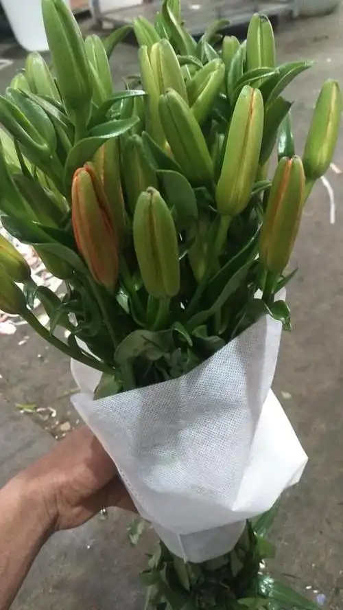 yh-重瓣亚百 小黄英 多头 - 云花朵朵