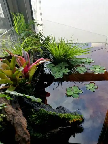 三个月免维护的阳台小水陆