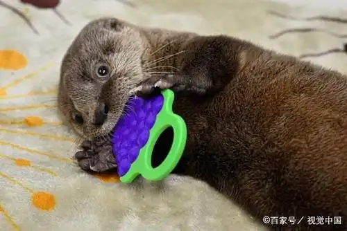 受人类活动影响,疯狂动物城里的这只北美水獭,正面临灭绝