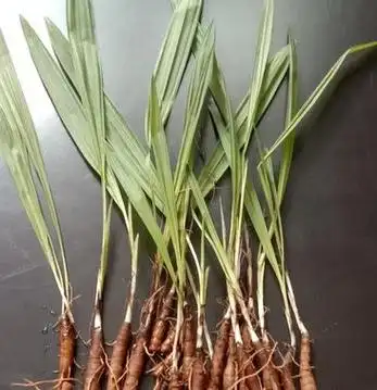 [仙茅批发]独脚仙茅价格25.00元/棵 - 一亩田