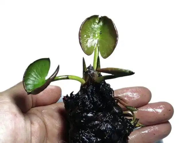 睡莲碗莲根块迷你荷花根茎水培鱼池鱼缸庭院池塘植物盆栽四季水生粉色