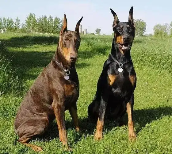 绅士帅气的杜宾犬,你了解多少呢?