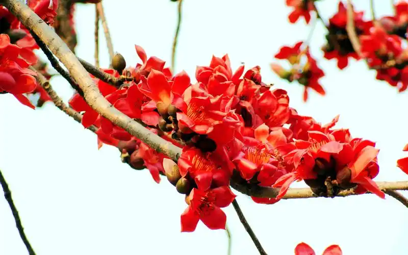 火红的木棉