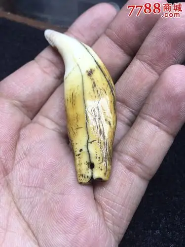 清代野生老熊牙,包浆细腻