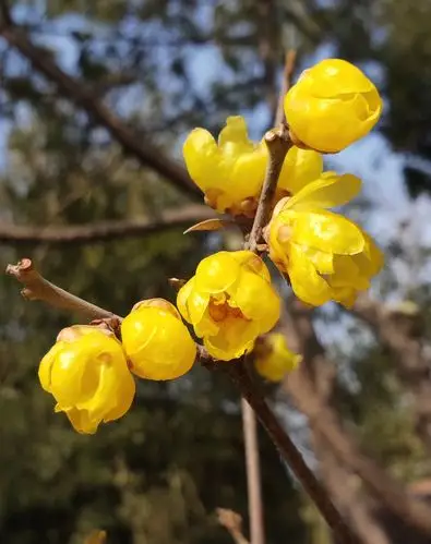 蜡梅资料. (美篇习作之1288)