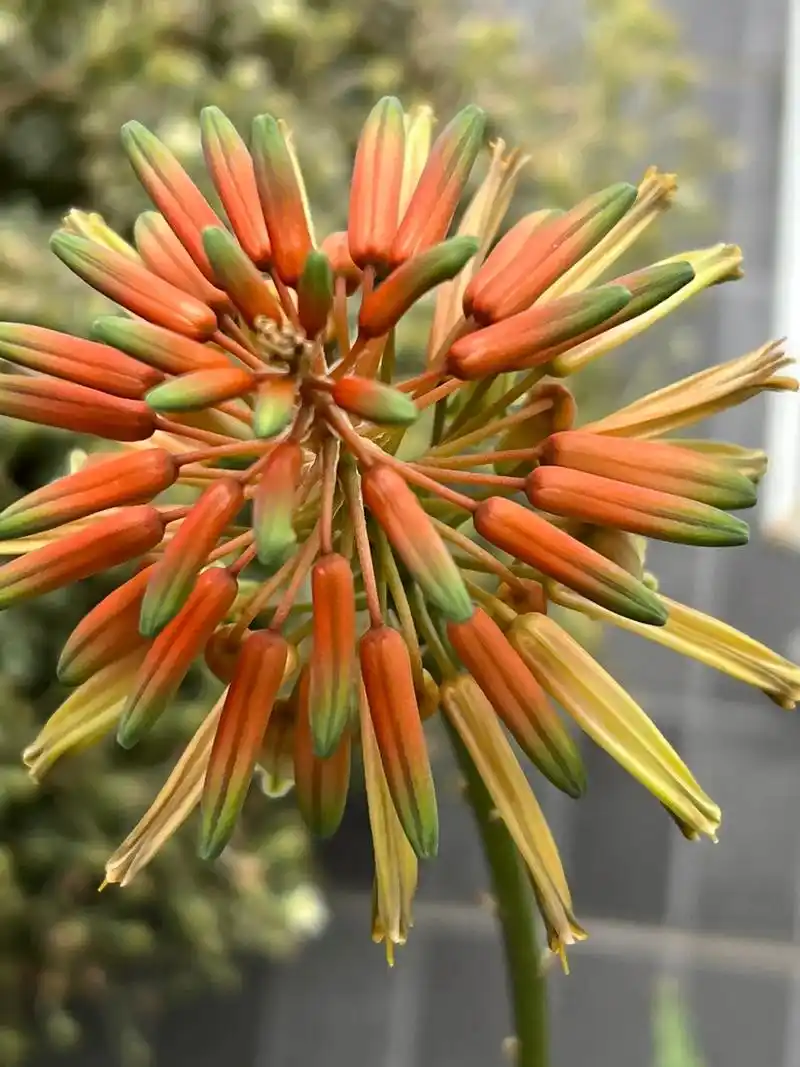 家里的芦荟开花了🌺🌺🌺分享给大家观赏一下.# 人们说芦 - 抖音