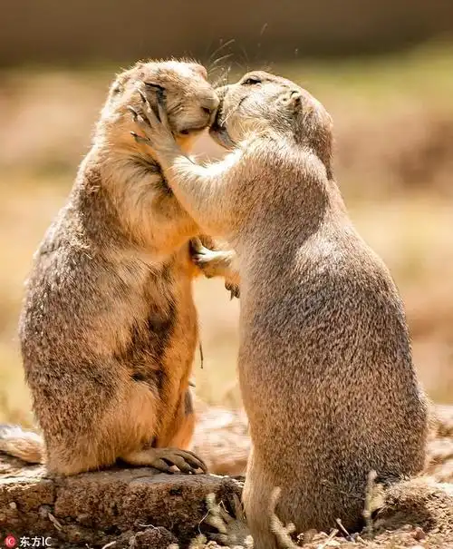 希腊草原土拨鼠深情亲吻秀恩爱:似热恋情侣