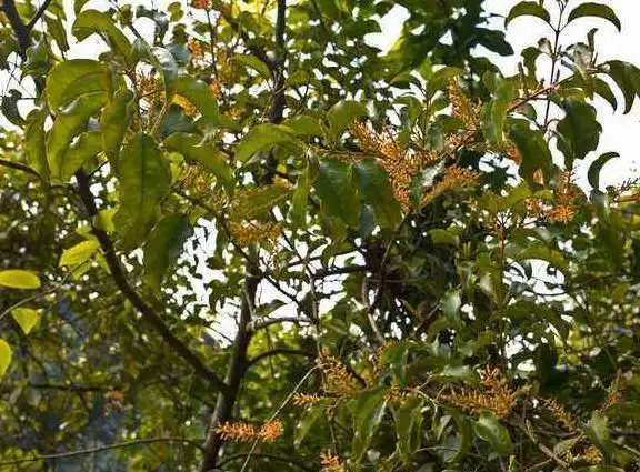 乡下树上一种"寄生草",人称"桑寄生",是名贵中草药,很珍贵_植物