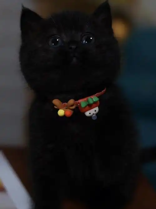 纯黑英短猫咪