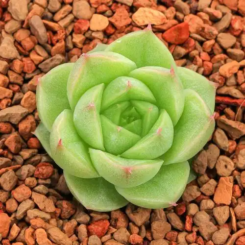 多肉韩货女王玫瑰实拍群生植物进口小贵货好多肉植物