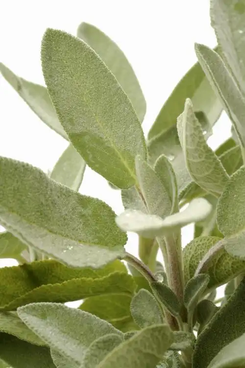 香草特写图片第23张