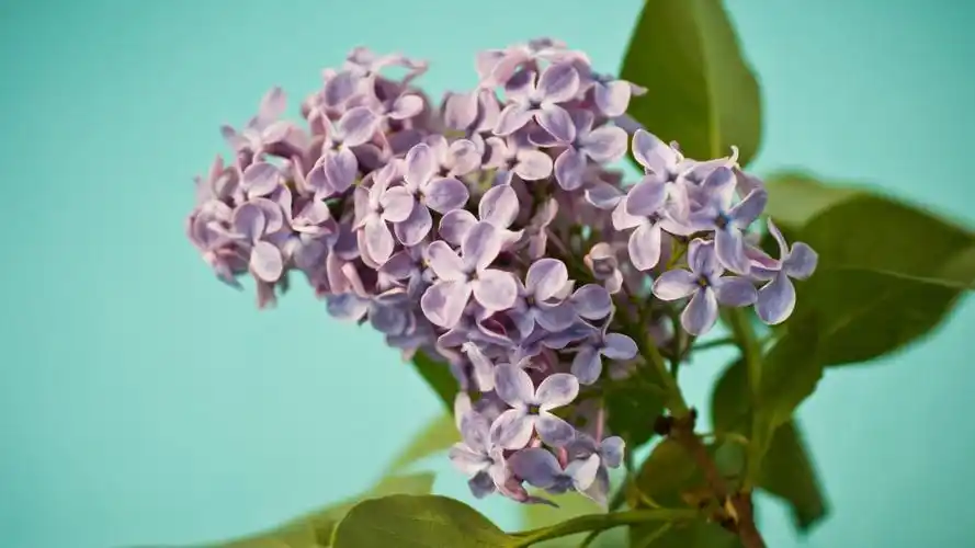 各种各校的丁香花图片-花卉壁纸-高清花卉图片-第12图-娟娟壁纸