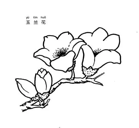 儿童玉兰花的简笔画 简笔画图片大全-蒲城教育文学网