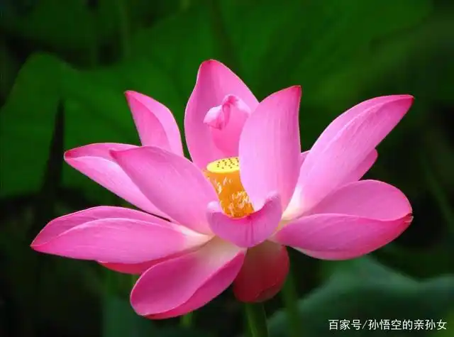 夏天最美丽的花是什么?当然是荷花啦