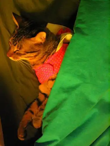 这张图片是吴青峰家的泡泡