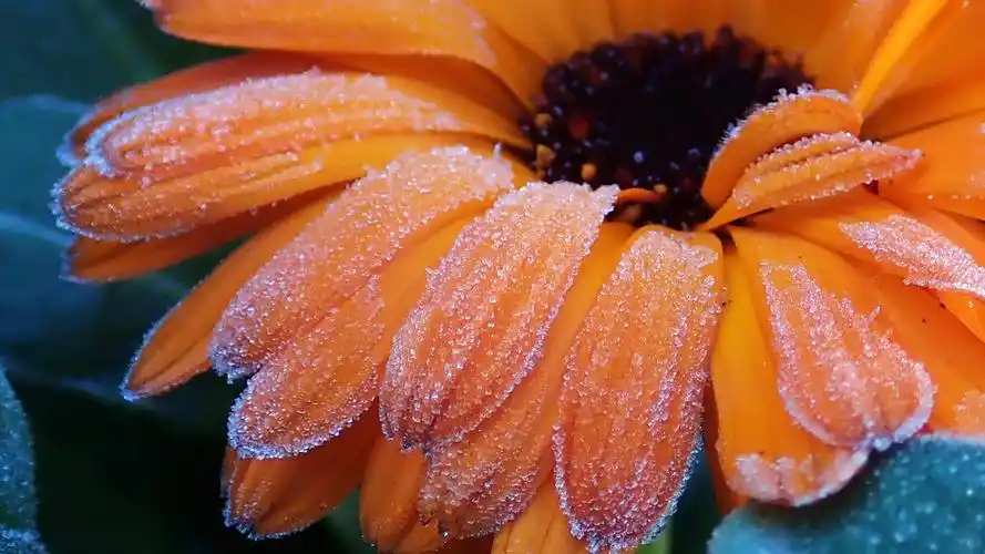 四季花万寿菊图片桌面壁纸高清大图预览1920x1200_植物壁纸下载_美桌