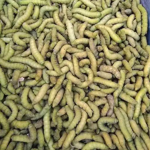 入土活豆虫新鲜下蛰豆虫 活体豆丹老虫豆青虫 豆虫大豆虫 入土豆虫洗