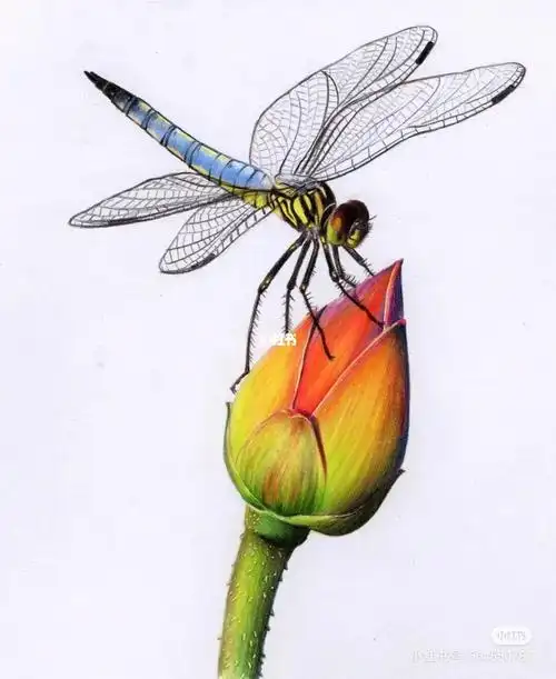 昆虫记彩铅画绘画素材积累