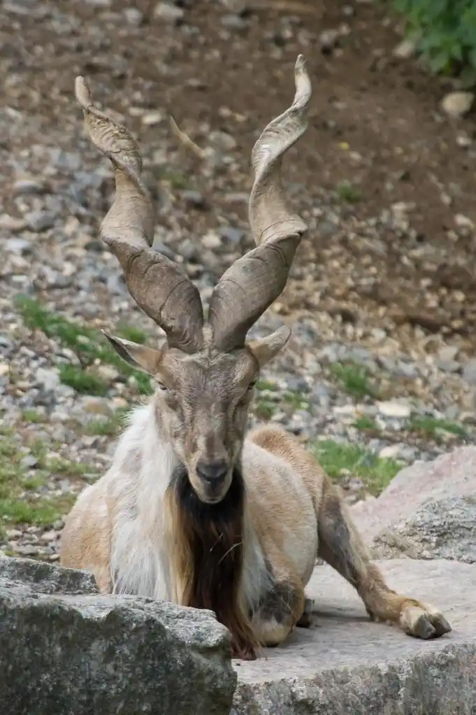 角山羊 - 2020年最新商品信息聚合专区 - 百度爱采购