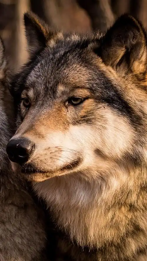 iphone 壁纸 两只狼,家庭