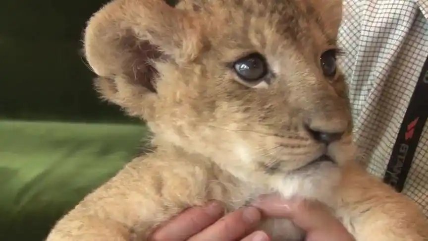 刚出生的小狮子比赛喝奶, 三只懵懵懂懂的宝贝