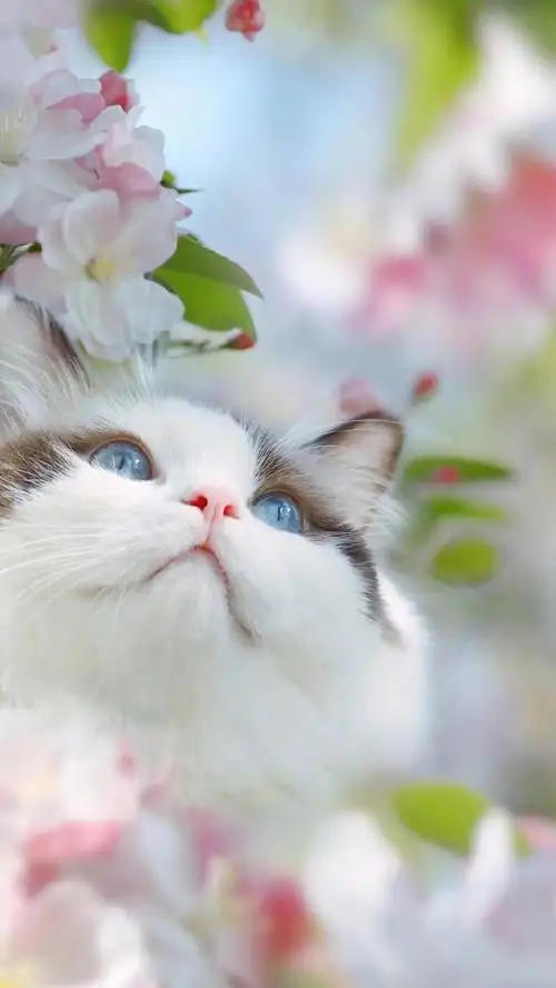 萌宠,猫 - 堆糖,美图壁纸兴趣社区