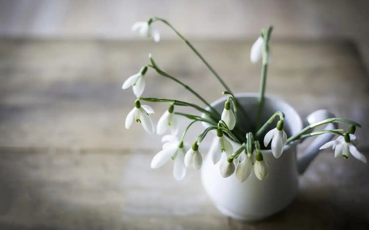 精选清新素雅的插花唯美意境图片桌面壁纸下载