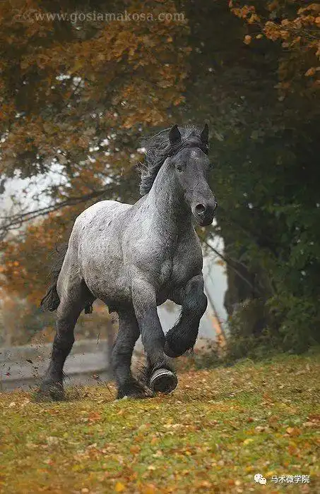 冷血马01体质分类目前世界上存栏的马匹数量大约有7千万匹之多.