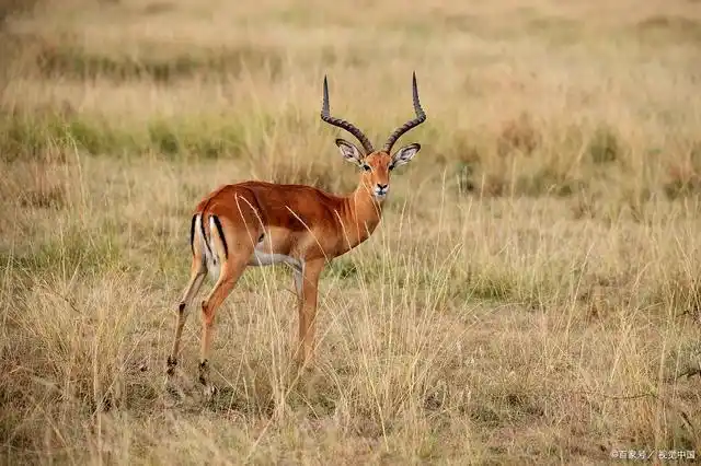 我仿佛听到朱哲琴的羚羊过山岗