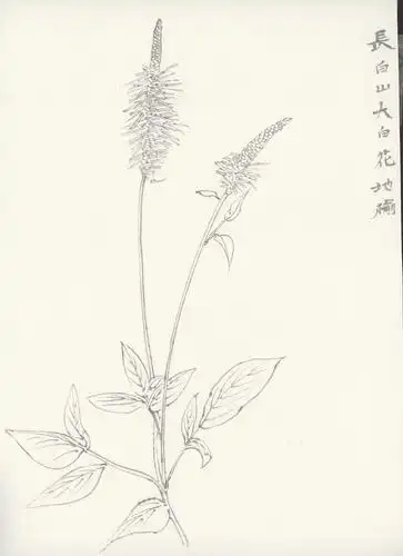 白描-长白山植被-23-44