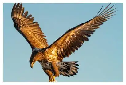 第二个最恐怖,是冥王的"使者"|神兽|哈比鹰|大鹏鸟_网易订阅