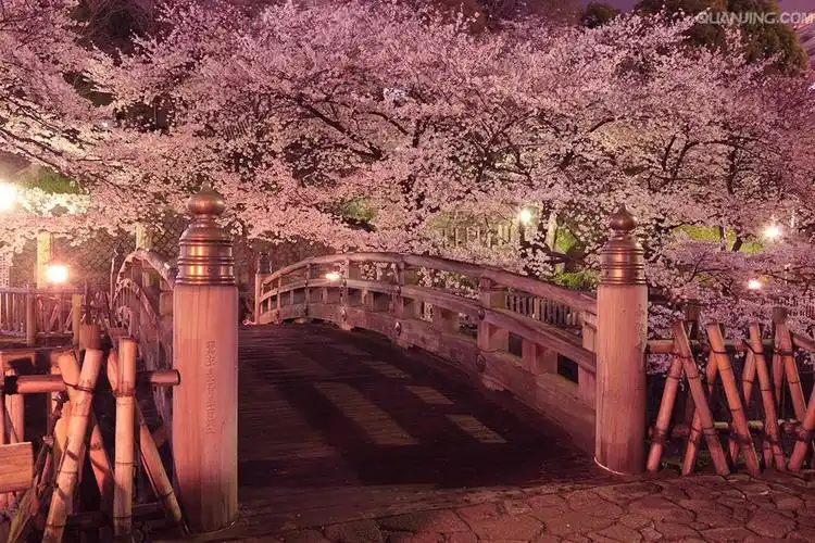 到来恪守着你的诺言一直过了许多年梦幻破灭的瞬间樱花如雨纷飞我无言