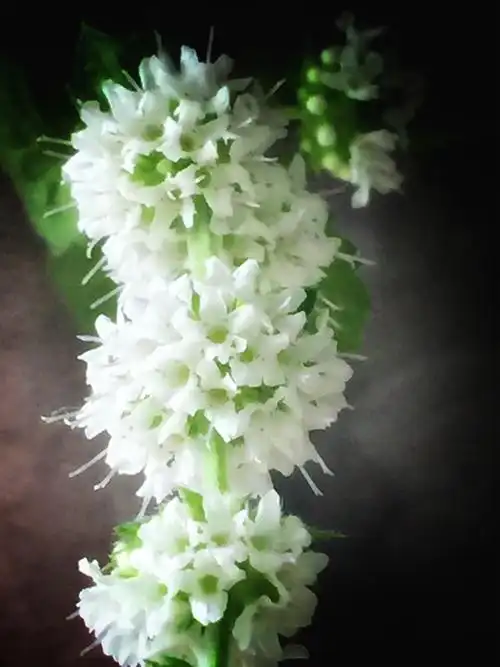 我的薄荷花