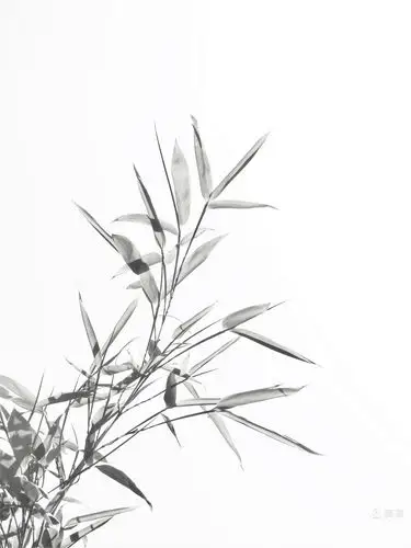 墨染浅浅显竹韵,纸素空灵留白品.