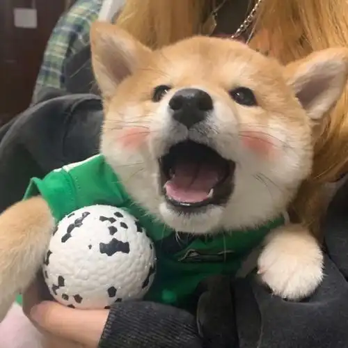 有没有类似于这种的沙雕动物头像