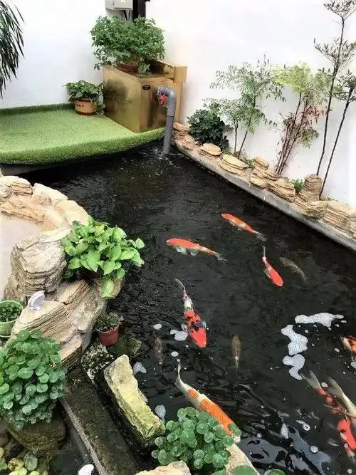 这样弄鱼池,好运又多样