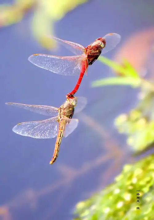 一组飞版交配的霜白蜻蜓