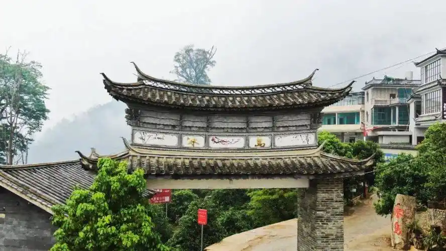 冰岛,一款甜到你心里的茶!_古树_老寨_普洱茶