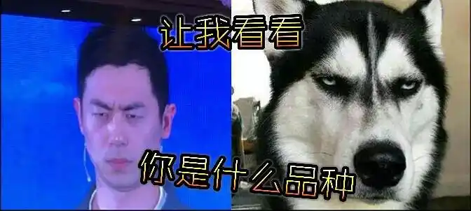 网络上就开始疯传各种朱亚文vs哈士奇的对比照,每