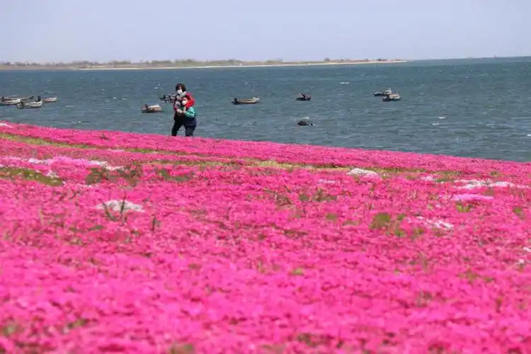 海边花海