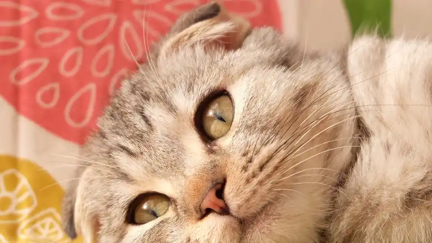 原创omg猫咪竟然有肚脐快来看看这些关于猫咪的有趣事实