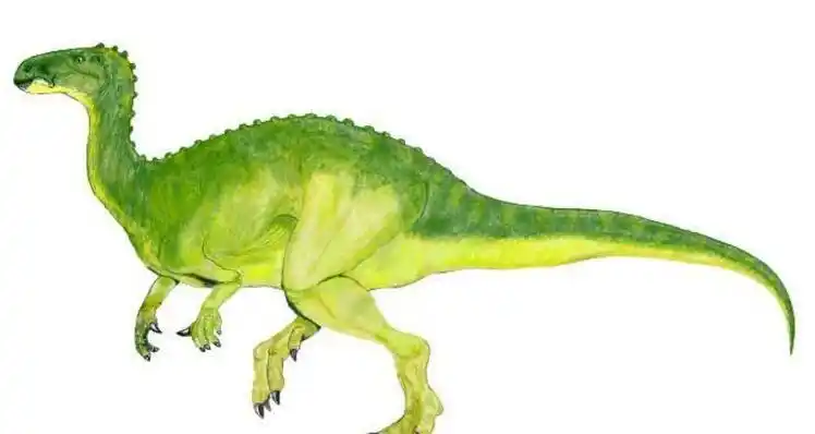 橡树龙你了解吗?看看这些再说话