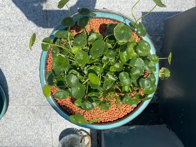 我家的100种植物之七铜钱草爆盆