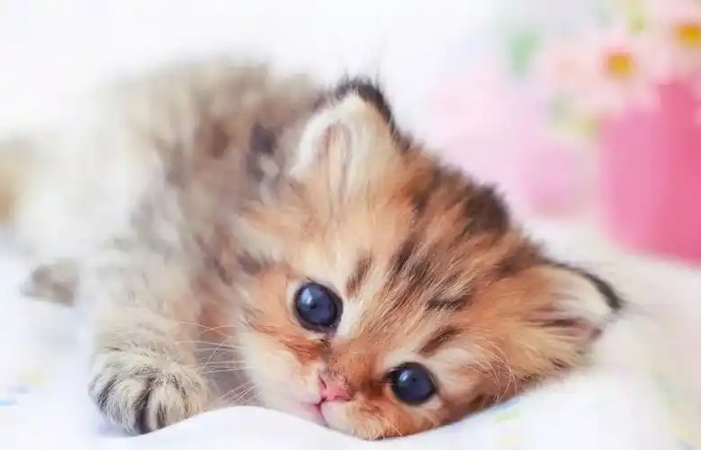 对萌萌哒的小奶猫毫无抵抗力,速度来吸!