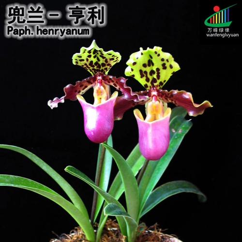 绿缘兰花亨利兜兰paph.henryanum原生种实生苗迷你型植株