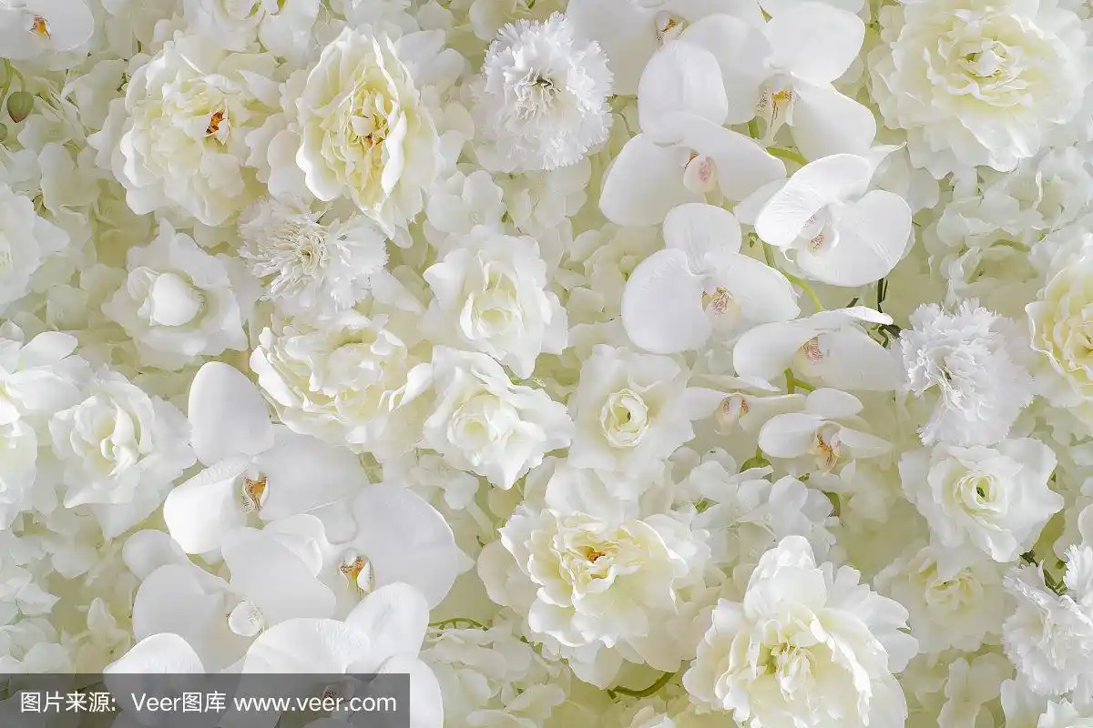 白色花的背景