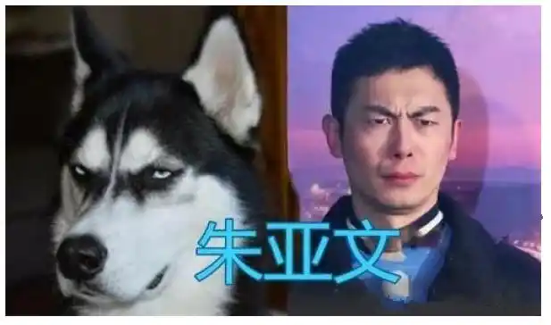 和动物撞脸的明星们,朱亚文像哈士奇,易烊千玺是高冷猫