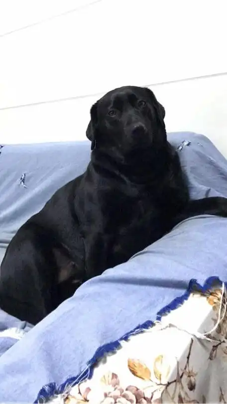 黑色的拉布拉多犬品种纯吗? - 石塘网