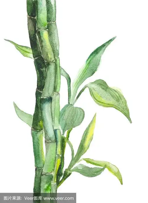 水彩竹插图
