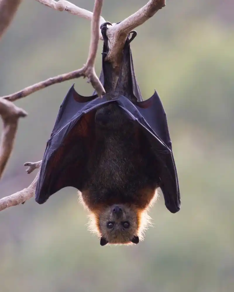 🤔 我知道,我知道,你们一定在想:"哎呀,这还不简单,因为它们是蝙蝠
